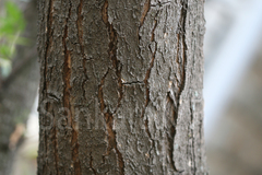 Azadirachta indica